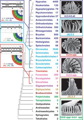 Cell Division Patterns in the Peristomial Layers of the Moss Genus Costesia: Two Hypotheses and a Third Solution